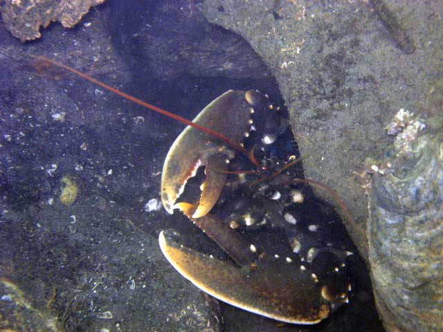 Scharendijke, Reef Balls, Scharendijke,Grevelinger Meer,Niederlande