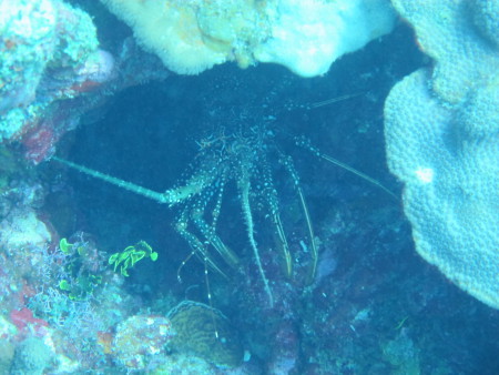 Octopus Diving Center,St. Martin