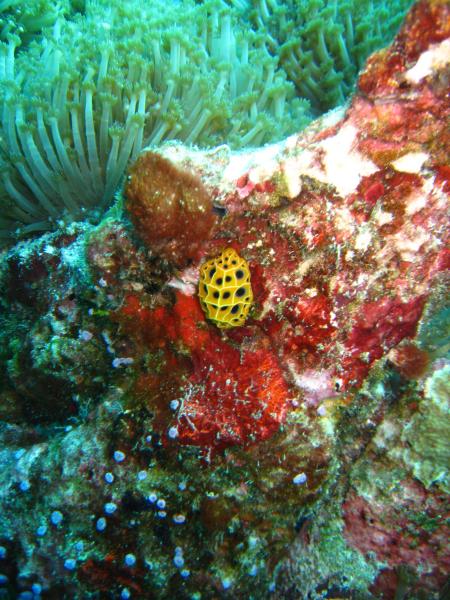 Sub Aqua Dive Center,Khao Lak,Andamanensee,Thailand