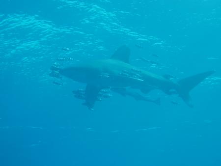 Beachsafari Diving Camp Marsa Alam,Marsa Alam und südlich,Ägypten