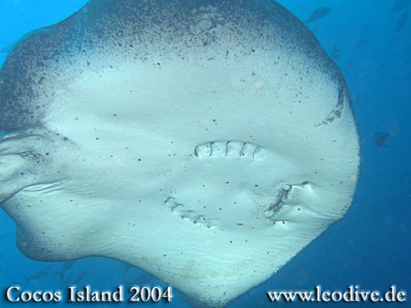 Cocos Island, Cocos Insel,Costa Rica