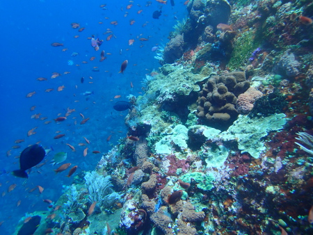 Bajo Dive Club,Labuanbajo,Allgemein,Indonesien