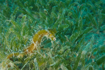 Paradise Divers,Sol y Mar Hotel,Safaga,Ägypten