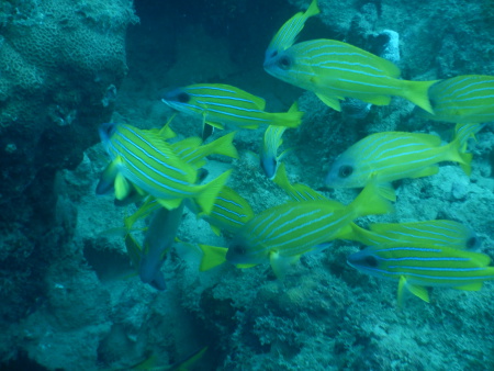 Tamarin Ocean Pro Diving Center,Tamarin Bay,Mauritius