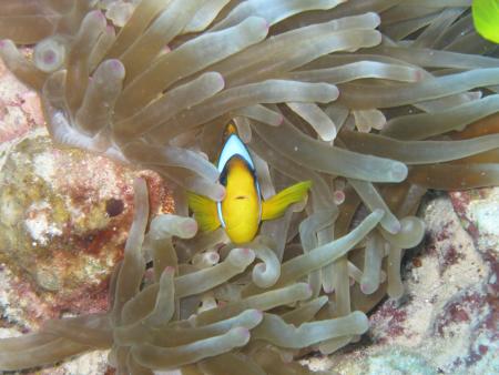 Sinai Divers,Naama Bay,Sharm el Sheikh,Sinai-Süd bis Nabq,Ägypten