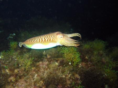 Dive & Fun,Cala D´Or,Mallorca,Balearen,Spanien