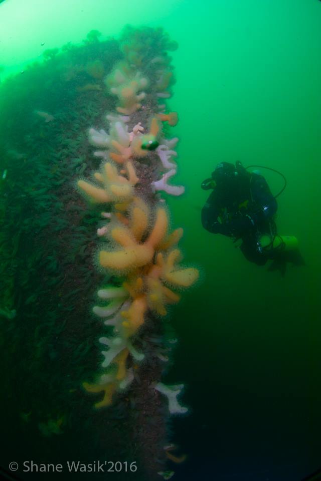 SS Breda Bug, Breda, Wracktauchen, Schottland, Basking Shark, Wrack SS Breda, Großbritannien