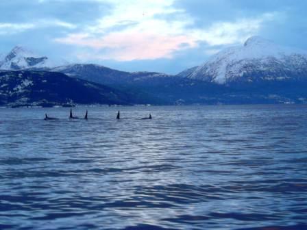 ORCA - Norway,Norwegen