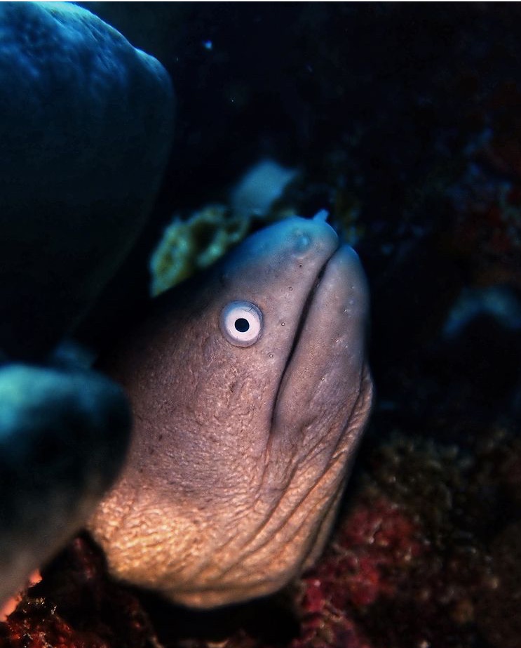 DivePoint Guraidhoo, Malediven