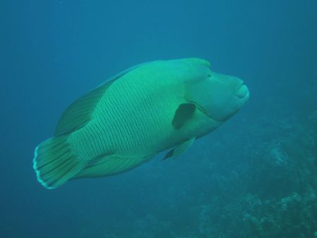 INMO-Divers,Dahab,Sinai-Nord ab Dahab,Ägypten