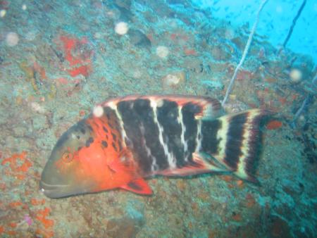 Calypso Diving,Koh Samui,Golf von Thailand,Thailand