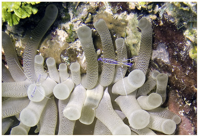 Bayahibe, Bayahibe,Dominikanische Republik