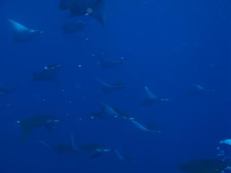 Cetacean Watching (CW Azores),Pico Azoren,Portugal