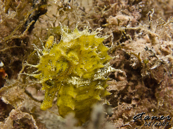 Hausbucht Scuba Valdaliso, Rovinj, Rovinj,Kroatien