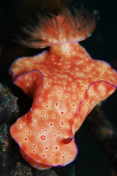 Lembeh strait, Lembeh Strait,Nord Sulawesi,Indonesien