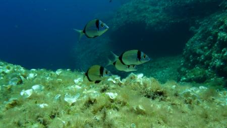 Dive & Fun,Cala D´Or,Mallorca,Balearen,Spanien