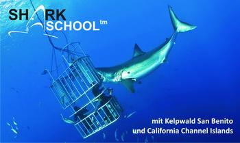 Weisse Haie bei Guadalupe