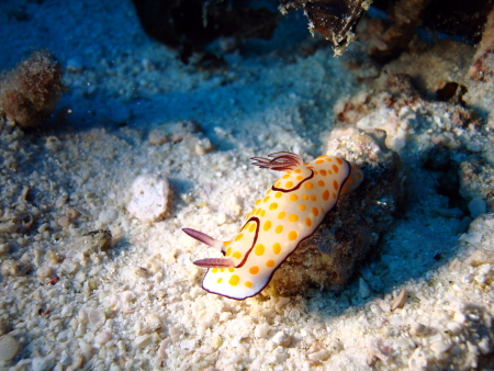 Divesport,Phuket,Andamanensee,Thailand