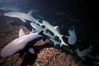 Haie Tauchen Cocos Island