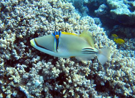 SUB AQUA DiveCenter Makadi Bay,Safaga,Ägypten