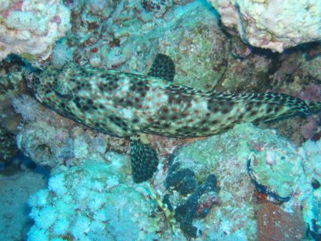 Extra Divers,Marsa Alam,Coraya Beach,Marsa Alam und südlich,Ägypten