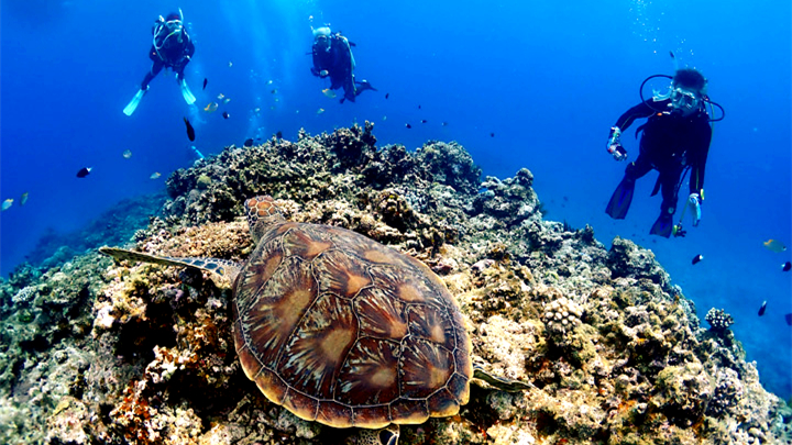 Gina / Seasir, Gina, Japan, Okinawa