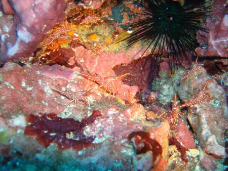 Sub Aqua Dive Center,Khao Lak,Andamanensee,Thailand