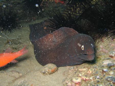 Fuerte Divers,Fuerteventura,Kanarische Inseln,Spanien