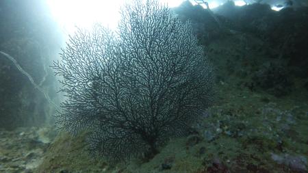 Calypso Diving,Koh Samui,Golf von Thailand,Thailand