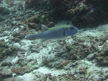 Khao Lak /Similan Inseln,Thailand