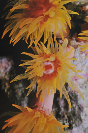 Barakuda Diving Club Umgebung, Jordanien allgemein,Jordanien