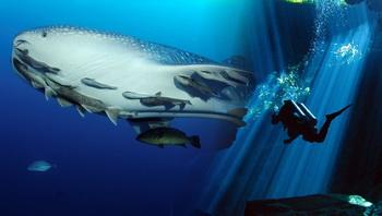 Walhai Tauchen in der Karibik