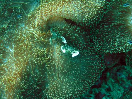Vilu Reef,Süd Nilande Atoll,Sun Diving,Malediven