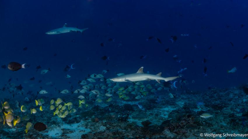 Weisspitzenriffhaie (Triaenodon obesus) mit Fisch-Schulen