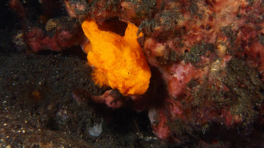 Frogfishmania Part 3, Lembeh Strait,Nord Sulawesi,Indonesien,Anglerfisch,Frogfisch