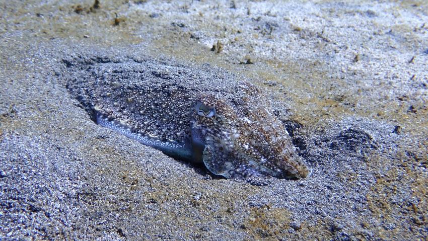 GooDiving, Spanien, Kanaren (Kanarische Inseln)