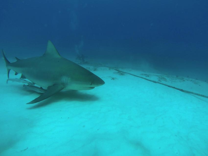 Bull Shark Diving, Deep Dive Mexico, Mexiko