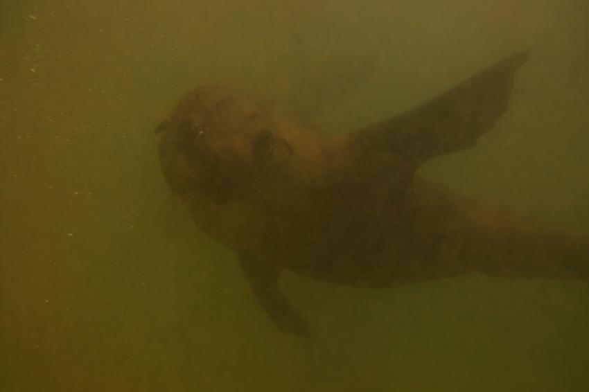 Pro Dive, Plettenberg Bay, Südafrika