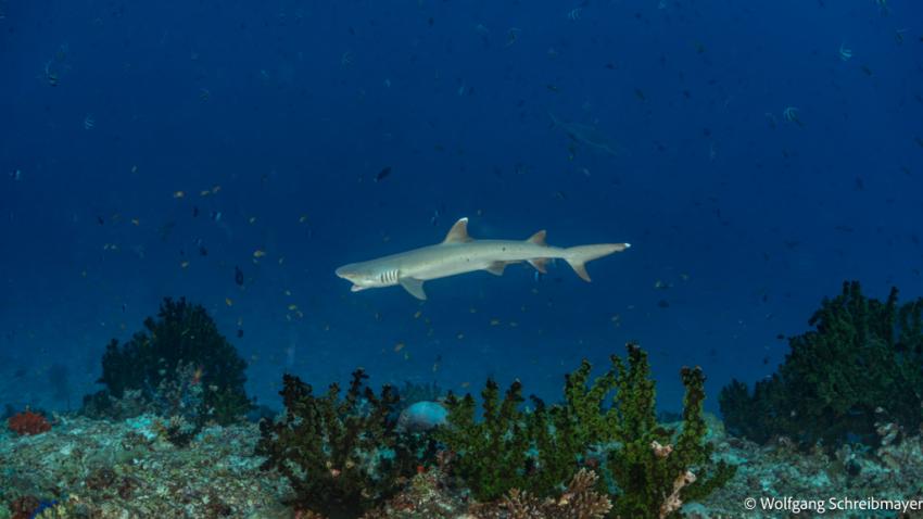 Weisspitzenriffhai (Triaenodon obesus), "gaping"