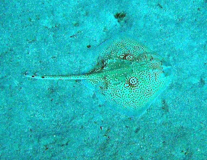 Augenfleck-Rochen, Octopus Garden Diving Center - Deutsche Tauchbasis & Akademie, Malta, Malta - Hauptinsel