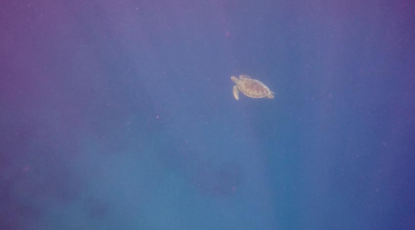 Grüne Seeschildkröte im offenen Meer, Coraya Divers, Coraya Beach, Marsa Alam, Ägypten, Marsa Alam und südlich