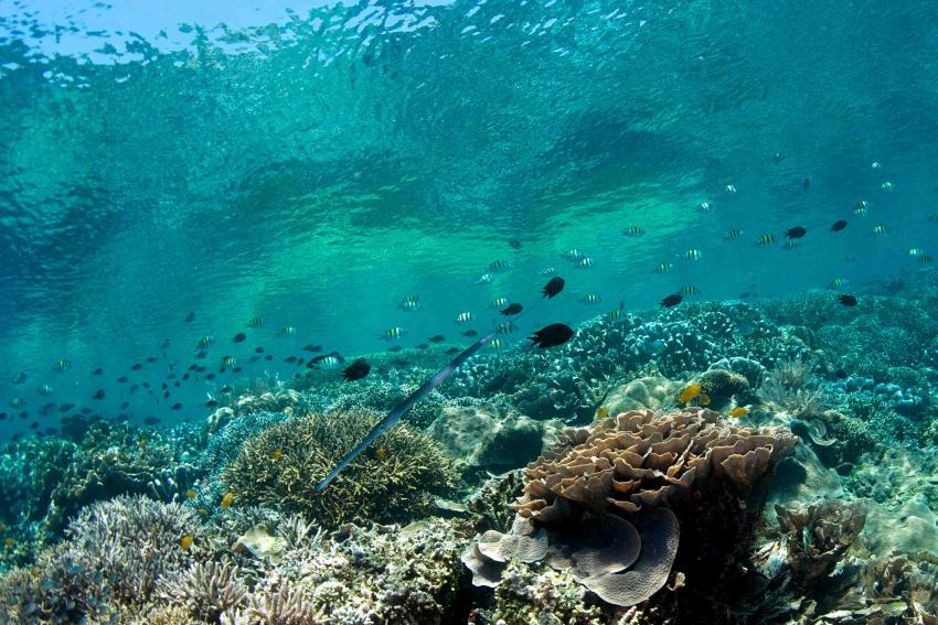 Bunaken Hard Coral Reef, Murex Manado, Bunaken, Indonesia, Sulawesi, diving, Murex Dive Resorts - Manado, Indonesien