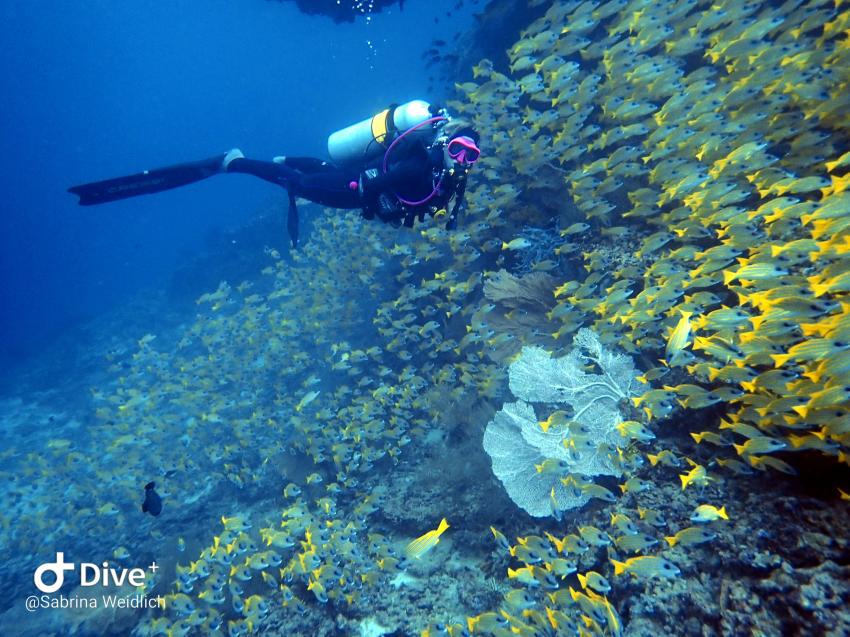 Shamar Divers Maamigili, Malediven