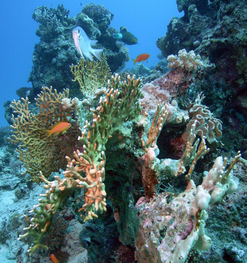 Safaga 01/2011 Teil 4, Safaga - allgemein,Ägypten