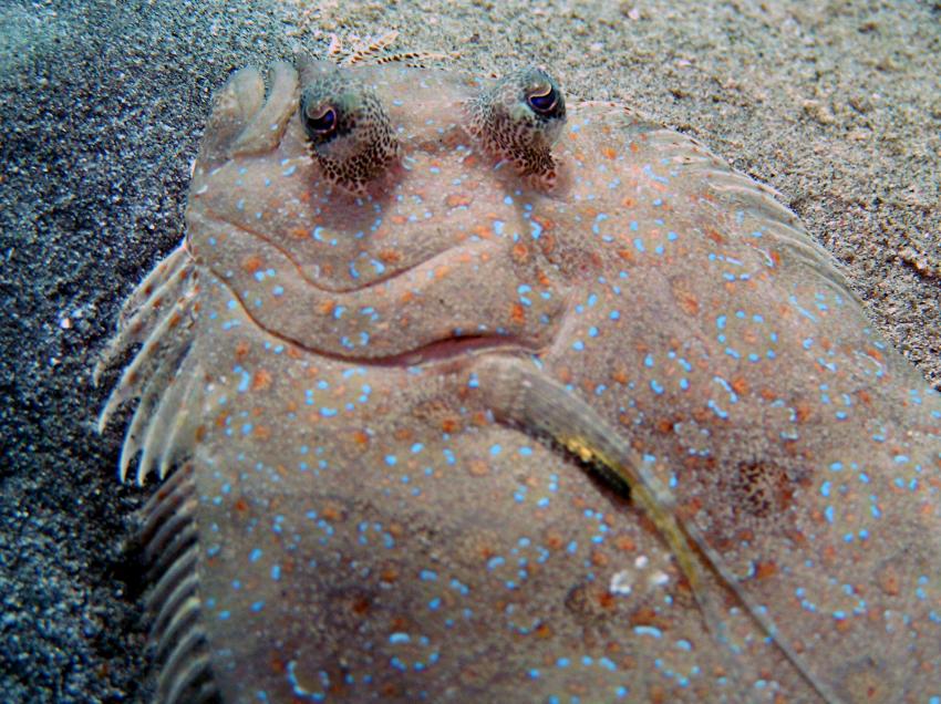 Brayka Bay House Reef