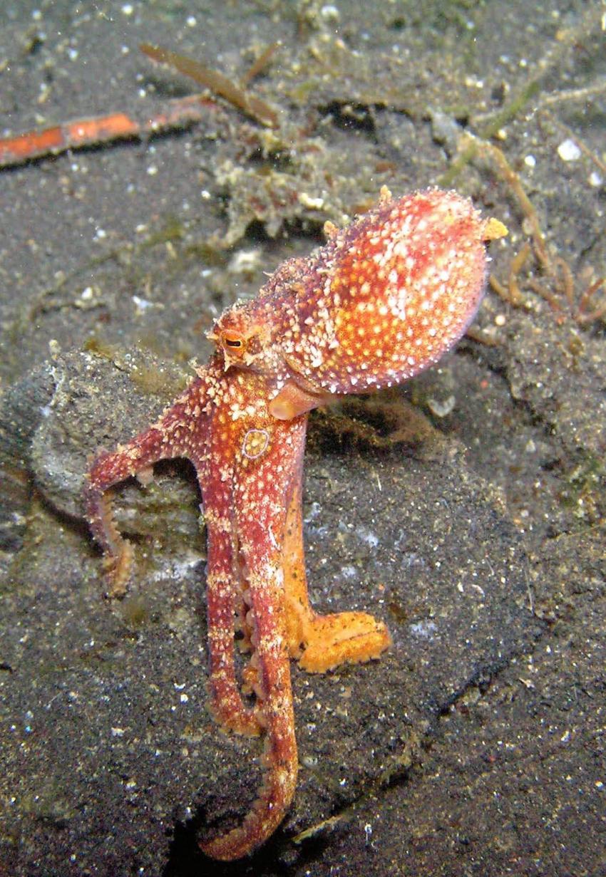 Bunaken und Lembeh