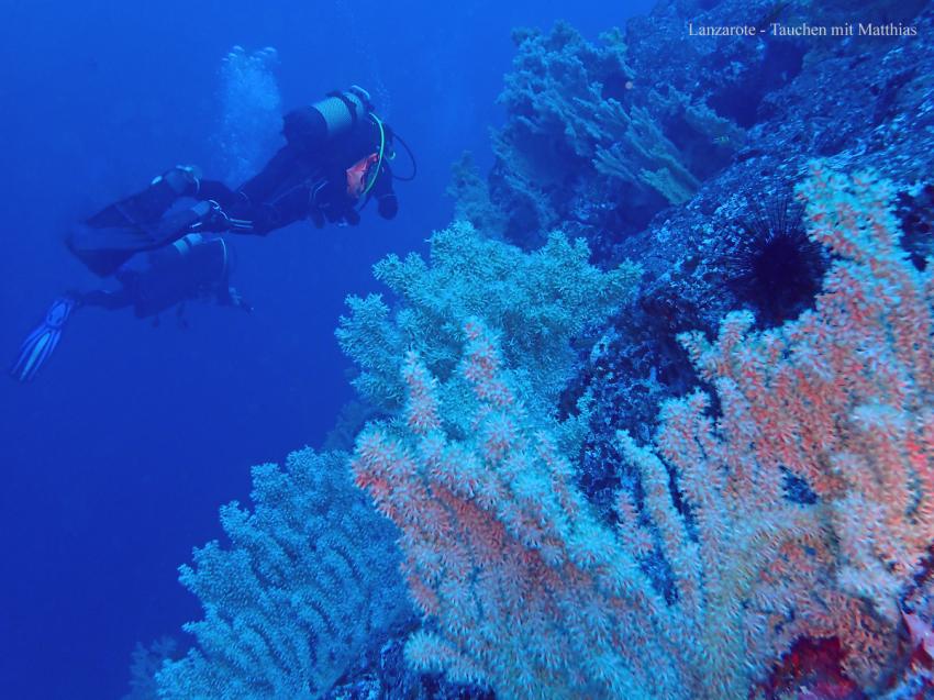 Tauchen an der Korallenwand "Las Gerardias" hier vor Lanzarote, Nautic Dive, Lanzarote / Tauchen mit Matthias, Spanien, Kanaren (Kanarische Inseln)