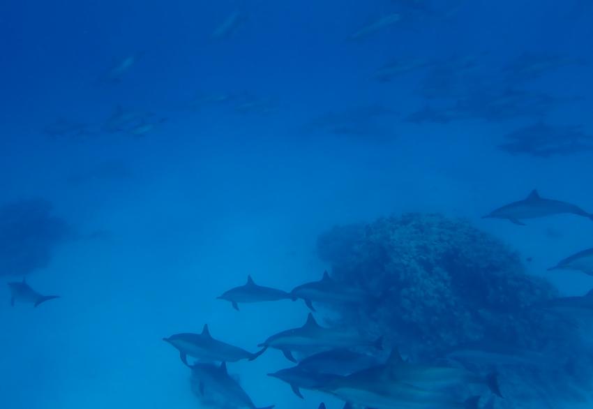 ORCA Dive Club Wadi Lahmy Azur / bei Hamata, Ägypten, Marsa Alam und südlich