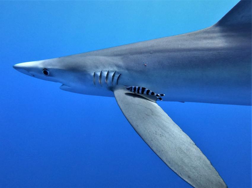 image by Markus Jimi Ivan - jimiivan.at, blue shark, Norberto Diver, Horta, Ilha do Faial, Azoren, Portugal, Azoren