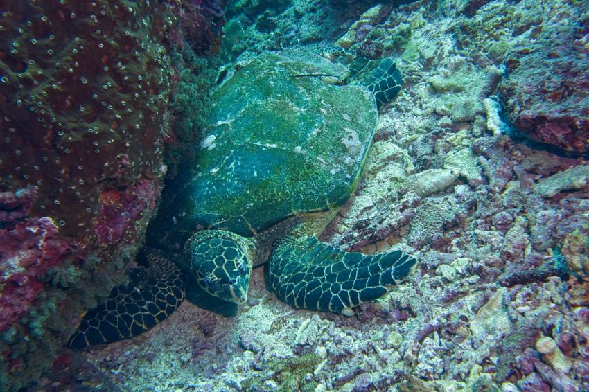 Nico Dives Cool, Indonesien, Bali